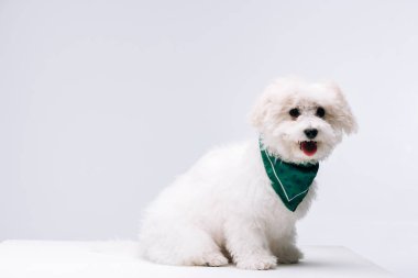 Cute havanese dog in green neckerchief on white surface isolated on grey clipart