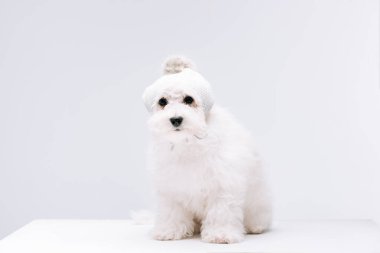 Cute havanese dog in knitted hat on white surface isolated on grey clipart