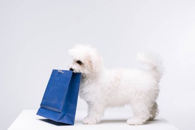 Havanalı köpek gri yüzeyde mavi kağıt çanta tutuyor.