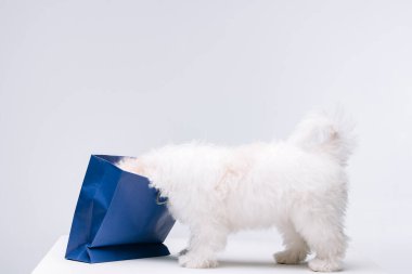 Kafasını mavi kağıt torbaya koyup beyaz yüzeye iten havan köpeği gri yüzeyde izole edilmiş.