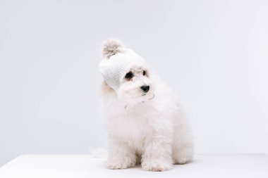 Fluffy havanese dog in knitted hat with bubo on white surface isolated on grey clipart