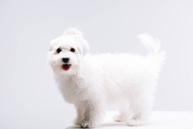 Bubo şapkalı şirin havan köpeği gri yüzeydeki beyaz kameraya bakıyor.