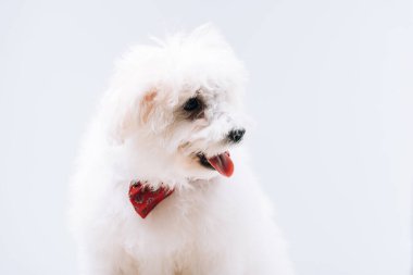 Gri renkte kırmızı papyonlu havan köpeği.