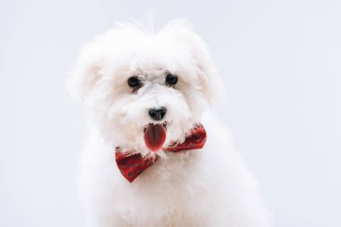 Gri üzerine kırmızı papyonlu, dilini dışarı çıkaran havan köpeği.