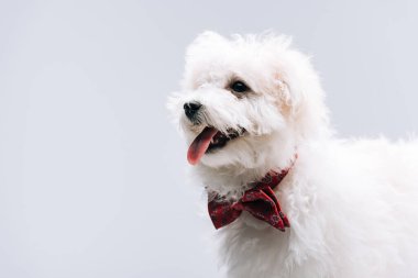 Bichon 'un gri üzerine kırmızı papyonlu dili çıkmış bir köpeği var.