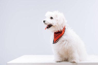 Bichon havanese dog with red neckerchief sticking out tongue on white surface isolated on grey clipart