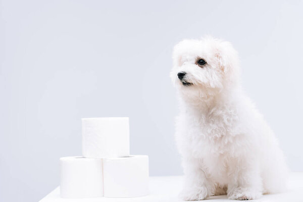 Havanese dog near rolls of toilet paper on white surface isolated on grey