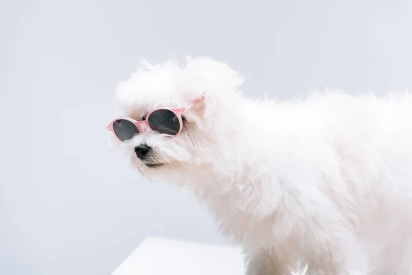 Havanese Dog Sunglasses White Surface Isolated Grey — Stock Photo, Image