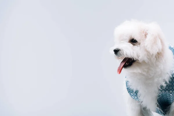 Χαριτωμένο Χαβανέζικο Σκυλί Στο Γιλέκο Απομονωμένο Γκρι — Φωτογραφία Αρχείου