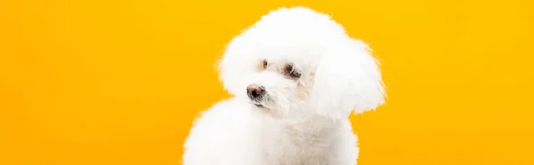 Fluffy Havanezer Hond Kijken Weg Geïsoleerd Geel Panoramisch Schot — Stockfoto