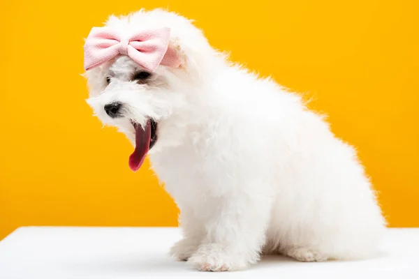 Fluffy Havanese Dog Pink Bow Tie Head White Surface Isolated — Stock Photo, Image