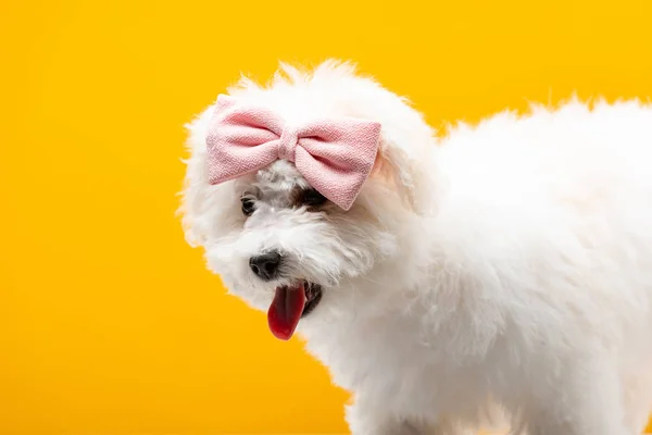 Söt Havanese Hund Med Rosa Fluga Huvudet Isolerad Gul — Stockfoto