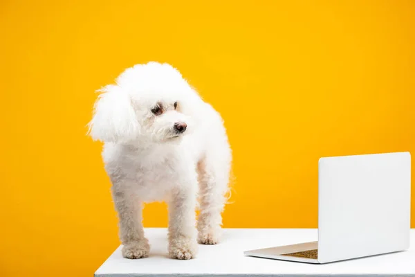 Anjing Havanese Melihat Jauh Dekat Laptop Pada Permukaan Putih Terisolasi — Stok Foto