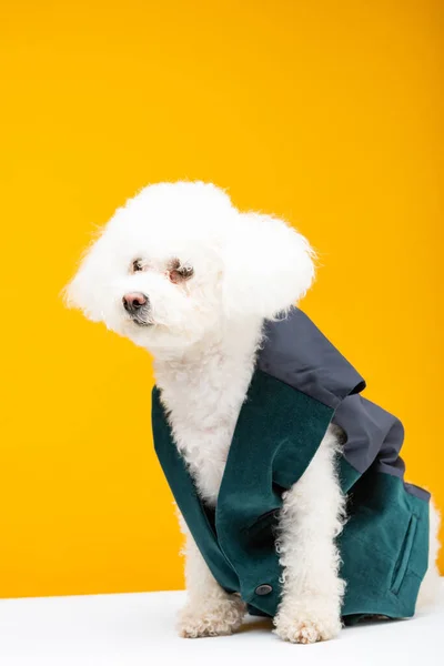 Cute Bichon Havanese Dog Kamizelce Siedzi Białej Powierzchni Izolowane Żółtym — Zdjęcie stockowe