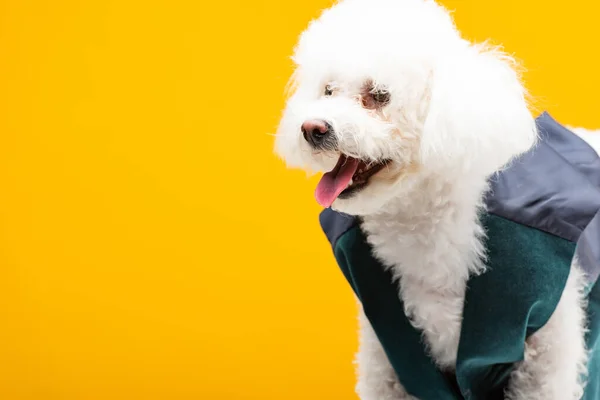 Şirin Bichon Yelekli Köpek Sarıda Izole Edilmiş — Stok fotoğraf