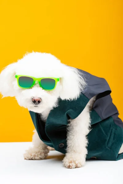 Бішон Хаванська Собака Жилеті Сонцезахисних Окулярах Білій Поверхні Ізольовані Жовтому — стокове фото