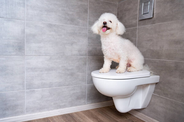 Cute bichon havanese dog sitting on closed toilet in bathroom