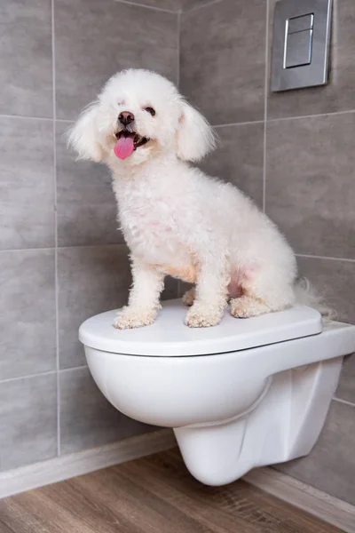 Bichon Havanese Cão Sentado Banheiro Fechado Banheiro — Fotografia de Stock