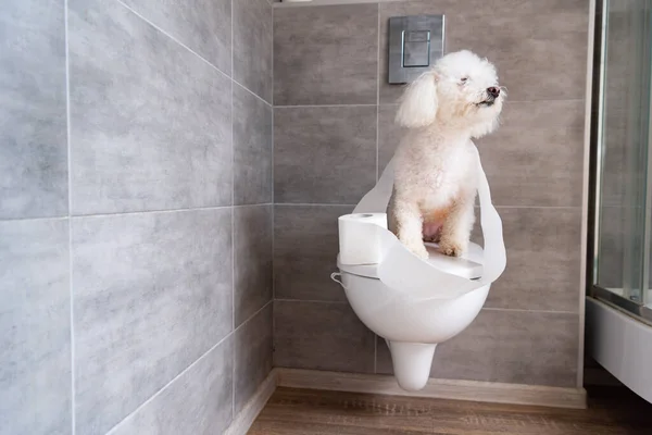 Havanese Dog Coiled Toilet Paper Sitting Closed Toilet Restroom — Stock Photo, Image