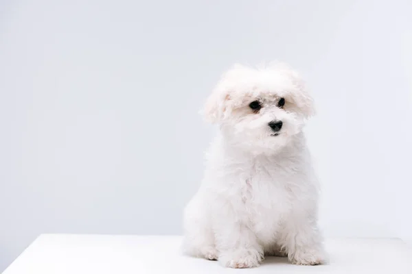 Chien Havanais Bichon Moelleux Assis Sur Une Surface Blanche Isolée — Photo