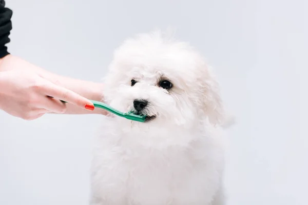 Beskuren Kvinna Borsta Tänderna Till Havanese Hund Isolerad Grå — Stockfoto