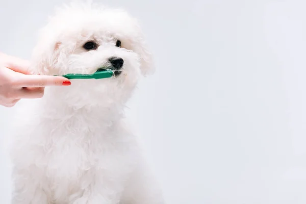 Cropped View Woman Brushing Teeth Cute Bichon Havanese Dog Isolated — Stock Photo, Image