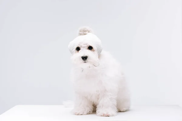 Beyaz Yüzeyde Örülmüş Şapkalı Şirin Havan Köpeği Gri Yüzeyde Izole — Stok fotoğraf