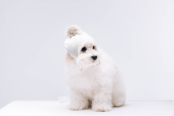 Fluffy havanese dog in knitted hat with bubo on white surface isolated on grey