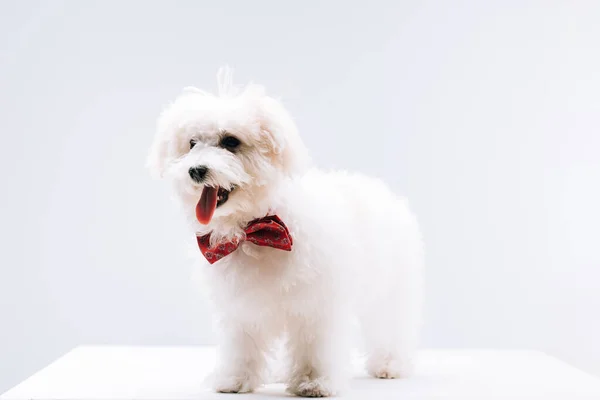 Havanese Pies Czerwoną Muszką Białej Powierzchni Izolowane Szarym — Zdjęcie stockowe