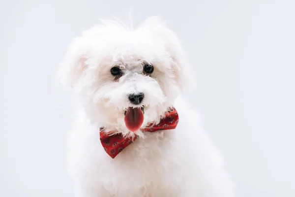 Havanese Dog Red Bow Tie Sticking Out Tongue Isolated Grey — Stock Photo, Image