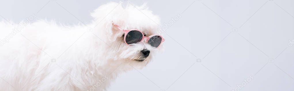 Panoramic shot of havanese dog in sunglasses isolated on grey