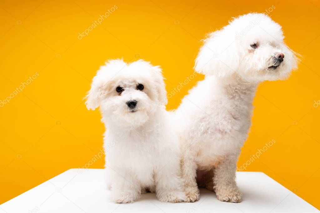 Cute havanese dogs sitting on white surface isolated on yellow