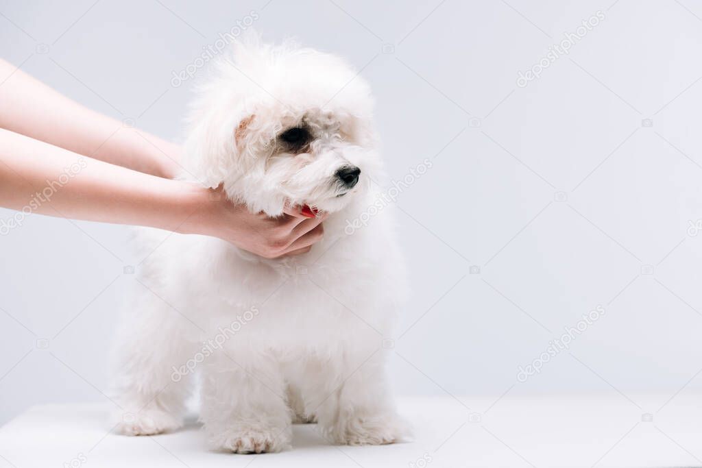 Cropped view of woman stroking havanese dog on white surface isolated on grey