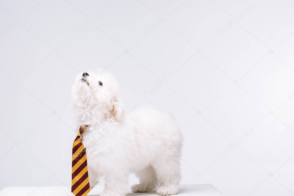 Cute havanese dog striped tie looking up on white surface isolated on grey