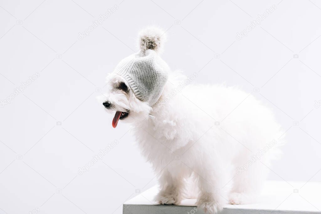 Havanese dog in knitted hat with bubo sticking out tongue on white surface isolated on grey
