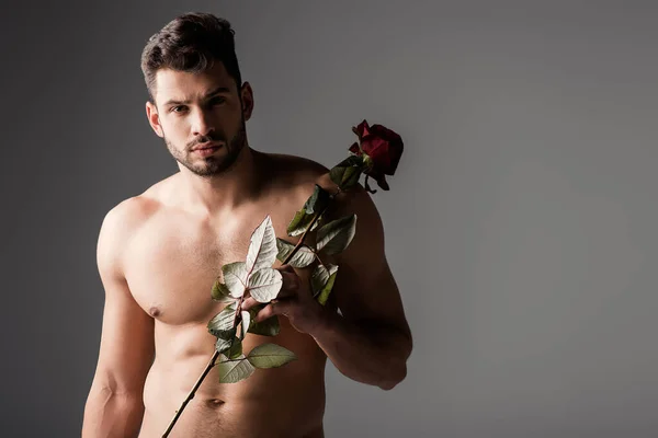 Sexy Naakt Man Holding Roos Bloem Grijs — Stockfoto