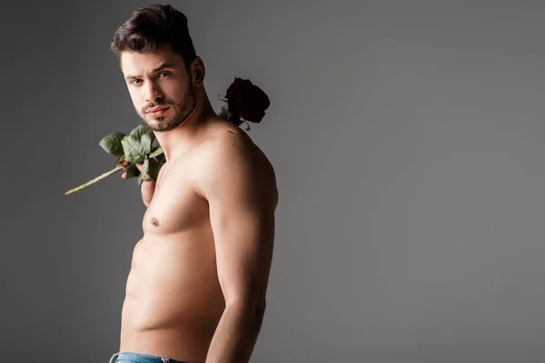 Sexy Bearded Shirtless Macho Jeans Holding Rose Flower Grey — Stock Photo, Image