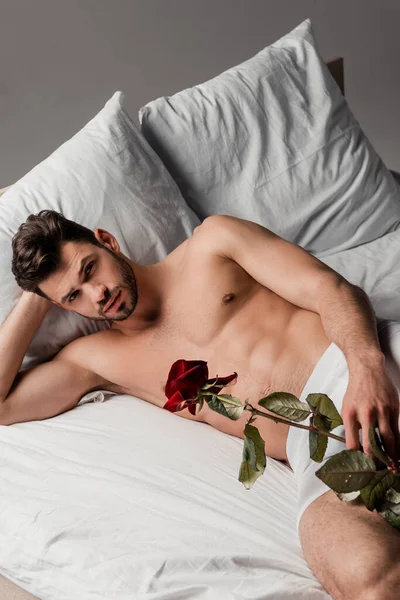 Guapo Sexy Macho Acostado Cama Con Rosa Flor Aislado Gris — Foto de Stock