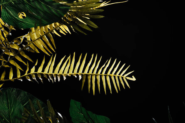 Monstera and fern leaves isolated on black