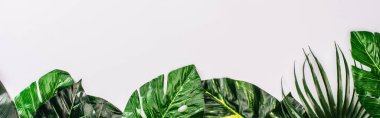 Panoramic shot of top view of leaves of tropical plants on white surface clipart