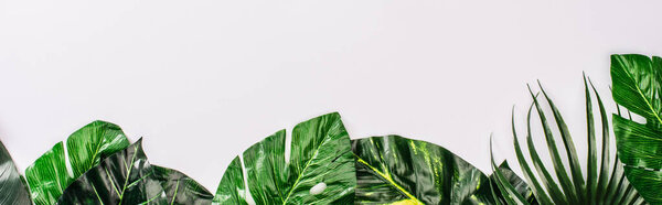 Panoramic shot of top view of leaves of tropical plants on white surface