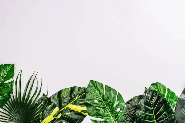 Draufsicht Auf Grüne Blätter Tropischer Pflanzen Auf Weißem Hintergrund — Stockfoto