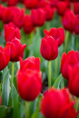 közeli kilátás színes piros tulipán zöld levelek