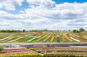 barevné tulipánové pole s modrou oblohou a mraky