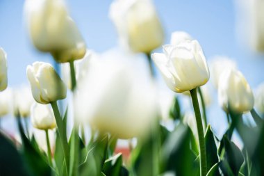 close up view of beautiful white tulips with green leaves against blue sky clipart