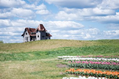 house on hill near colorful tulips field and blue sky with clouds clipart