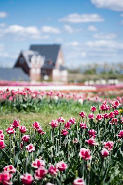 selective focus of house and pink tulips in field clipart