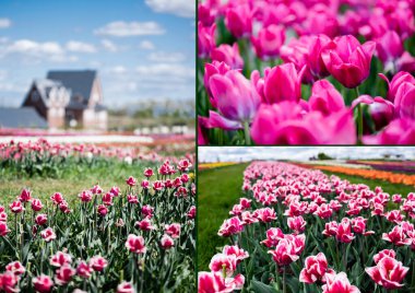 selective focus of house and pink tulips in field, collage clipart