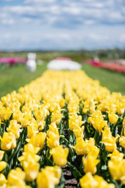 selective focus of yellow colorful tulips field clipart