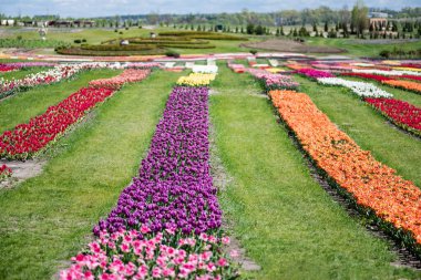 beautiful colorful tulips field with green grass clipart